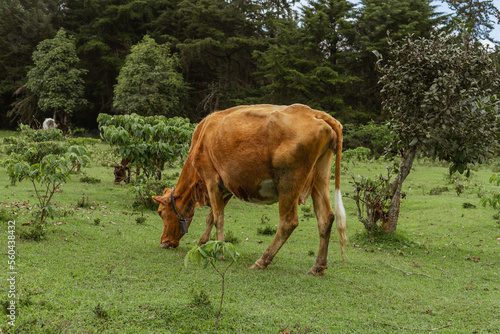 A brown cow grazing in a field in the forest