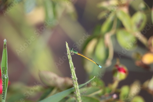 A Rare Dragonfly on a branch, High resolution, Canon 80D (Raw Image)