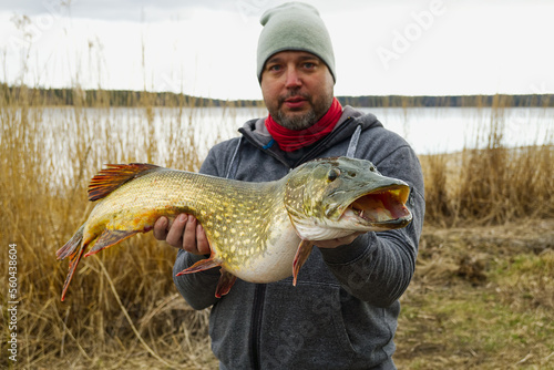 fisherman holding big pike fish. Northern Pike with beautiful natural camouflage. fishing in scandinavia. photo