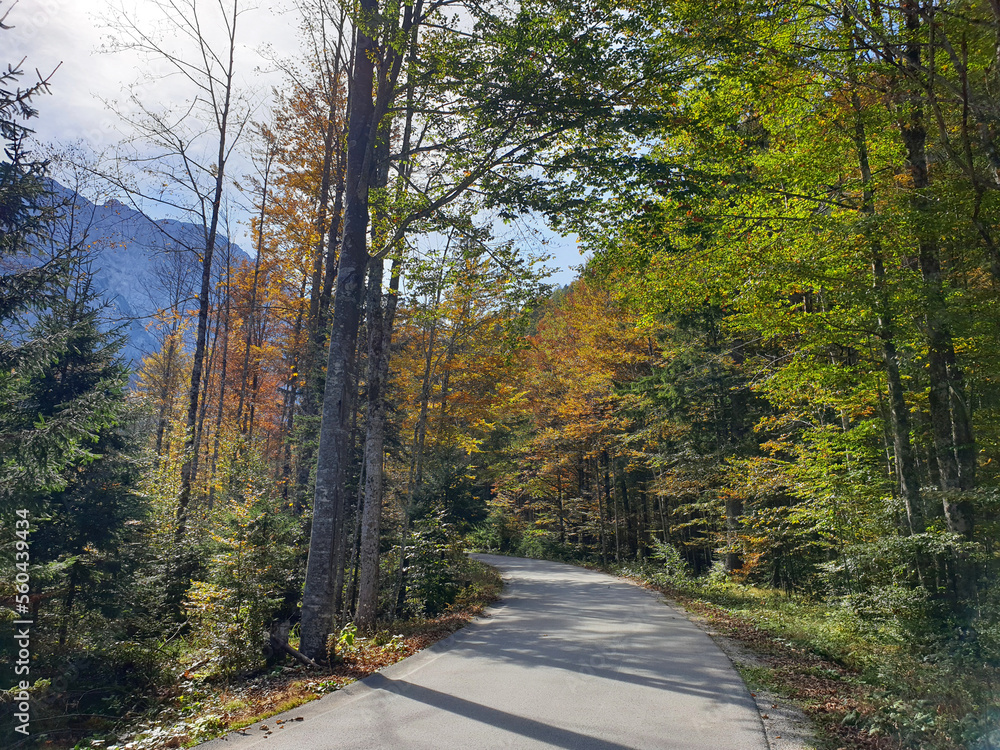 Fototapeta premium green orange nature and road in forest at Logar valley - Slovenia