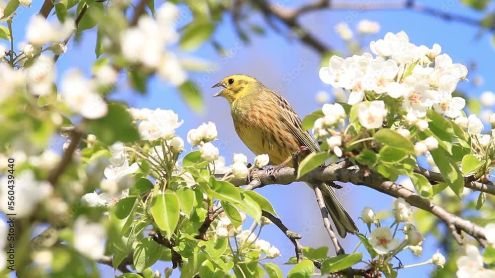 yellowhammer sits on a flowering branch and flies away yellowhammer sits on a flowering branch and flies away