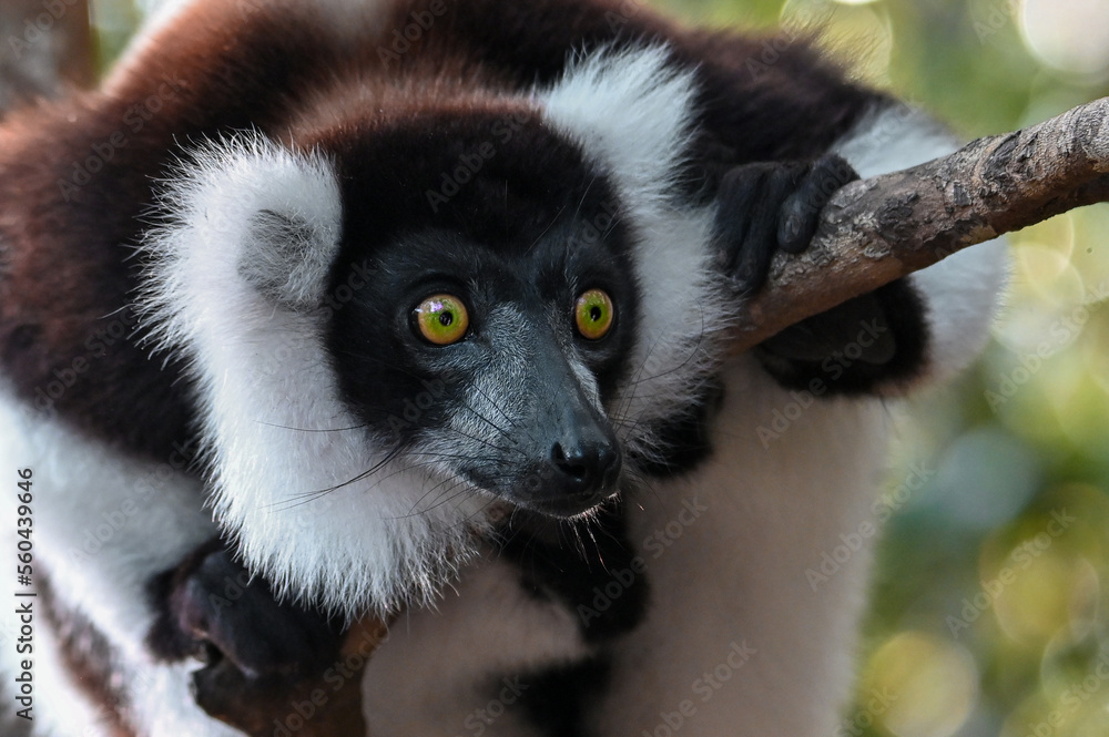 Obraz premium Ruffled Lemur, black and white lemur (Varecia Variegata), Madagascar nature