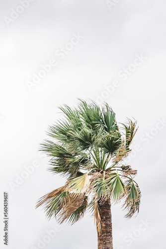 A palm tree on a cloudy windy day at the beach © Alex Marc Wagner