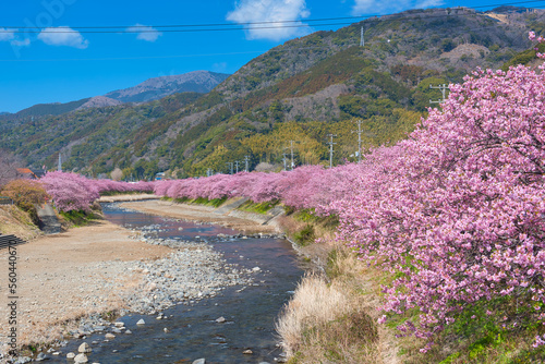 Tableau sur toile Kawazu Cherry Blossoms in full Bloom