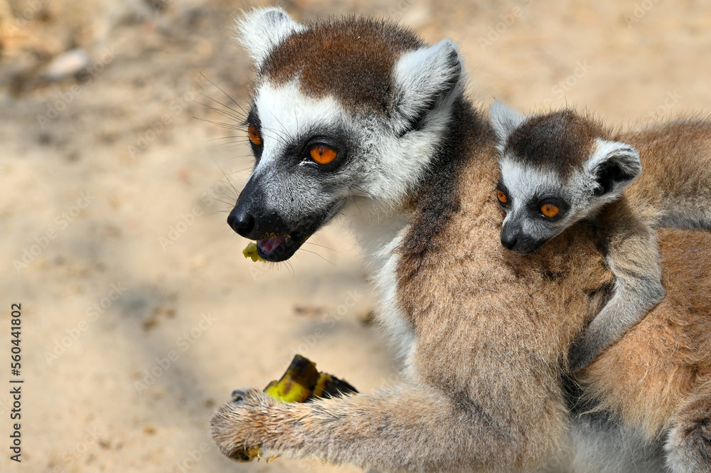 Obraz premium Ring Tailed Lemur kata with baby, Madagascar nature. 