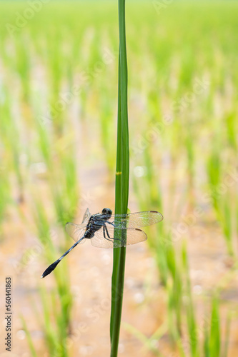 the life of a dragonfly in nature © harto
