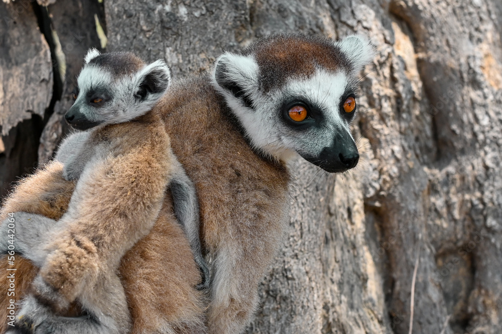 Ring Tailed Lemur kata with baby, Madagascar nature. Ring Tailed Lemur kata with baby, Madagascar nature.