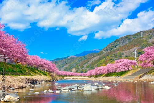 Kawazu Cherry Blossoms in full Bloom