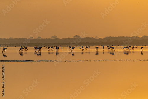 Flamingos having food in golden hour © YK