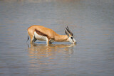 Springbok (Antidorcas marsupialis) standing in a waterhole and drinking