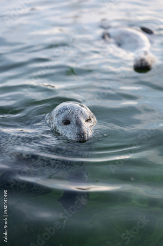 seal in the water