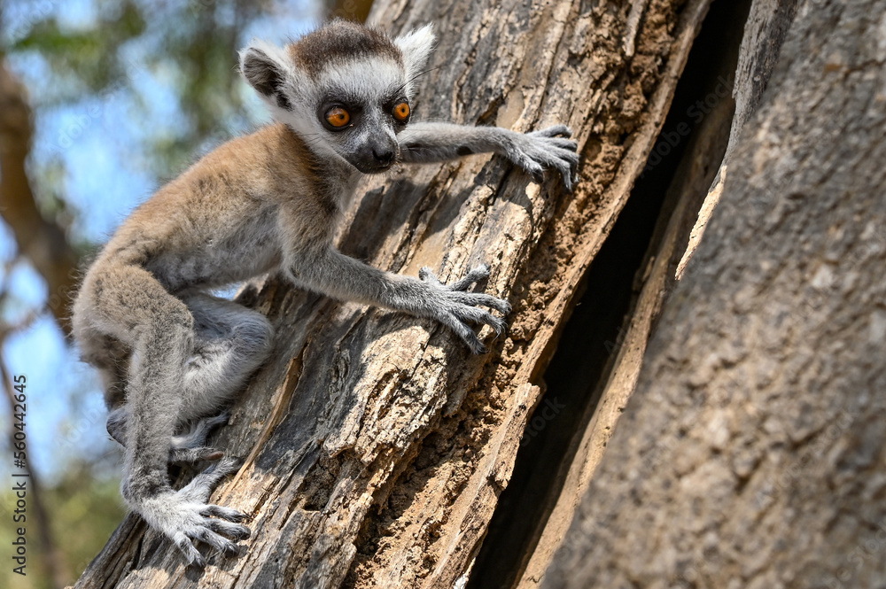 Obraz premium Ring Tailed Lemur kata - young, baby, Madagascar nature