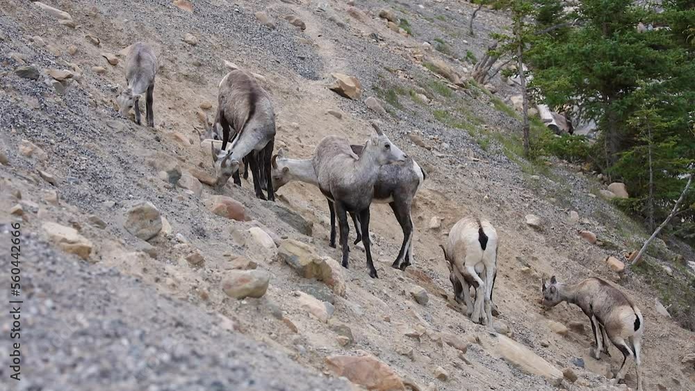 Small herd of Stone Sheep (Ovis dalli stonei) licking minerals on a barren mountain slope in northern British Columbia, Canada Small herd of Stone Sheep (Ovis dalli stonei) licking minerals on a barren mountain slope in northern British Columbia, Canada