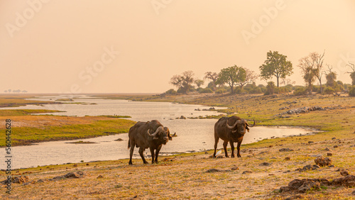 Two Cape buffalo  Syncerus caffer  bulls in a landscape at sunrise with the Chobe river in the background  Botswana