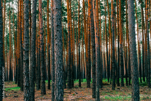 Pine forest on a sunny summer evening. In the rays of the setting sun