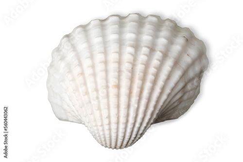 Decoration seashell or ocean mollusk