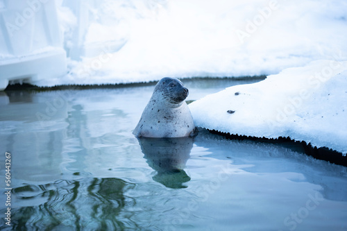 seal in water