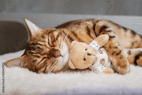 Fotografia Bengal cat and soft toy sleep together. Pets. Animal care.
