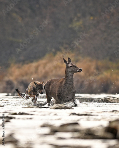 Grey wolf close-up chasing down isolated hind in the river current against the sun