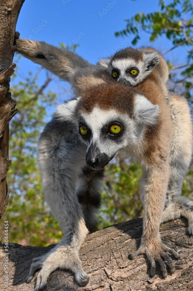 Fototapeta premium Ring Tailed Lemur kata with babay, Madagascar nature