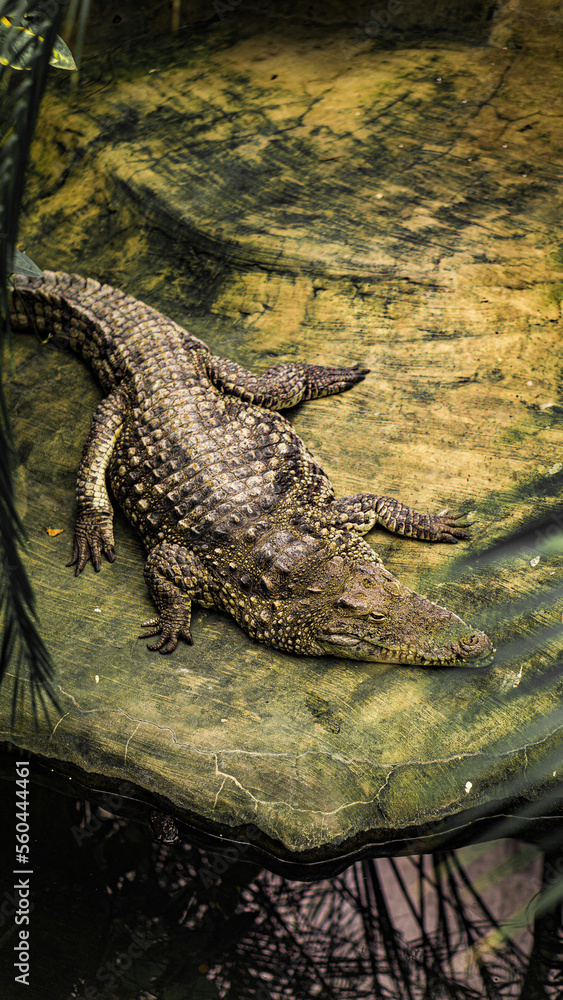 Krokodyl zdjęcie zrobione w zoo - obrazy, fototapety, plakaty 