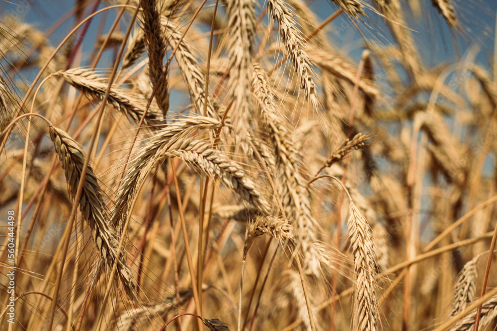 Obraz premium golden wheat field