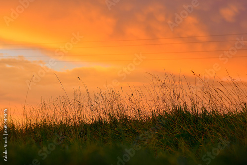 sunset over grass