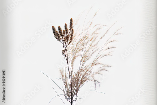 isolated white background with dried grass. Generative AI