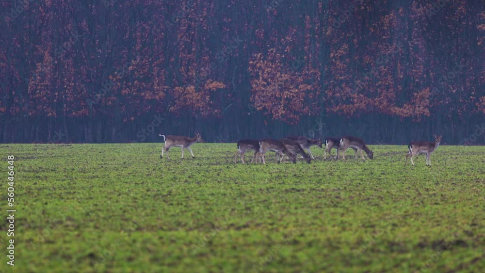 a group of fallow deer on a green field near a forest on a rainy day. a group of fallow deer on a green field near a forest on a rainy day.