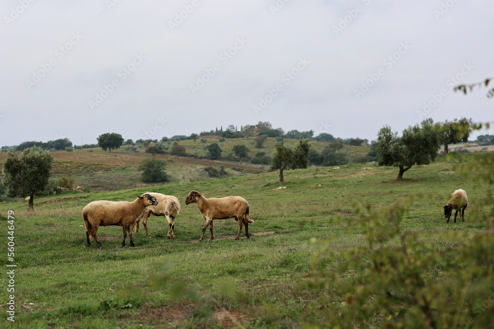 A flock of sheep grazes on a green field somewhere in Tuscany, Italy. A flock of sheep grazes on a green field somewhere in Tuscany, Italy.