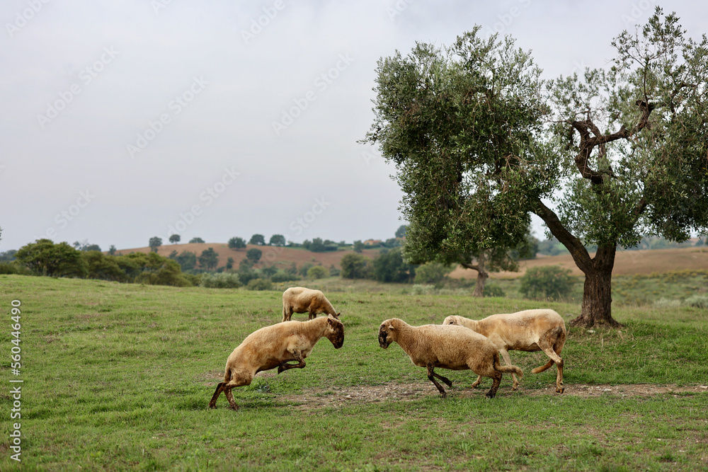 Fototapeta premium A flock of sheep grazes on a green field somewhere in Tuscany, Italy.