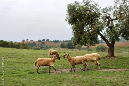 A flock of sheep grazes on a green field somewhere in Tuscany, Italy.