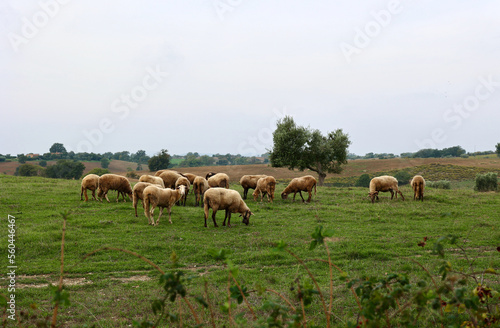 Fototapeta Naklejka Na Ścianę i Meble -  A flock of sheep grazes on a green field somewhere in Tuscany, Italy.