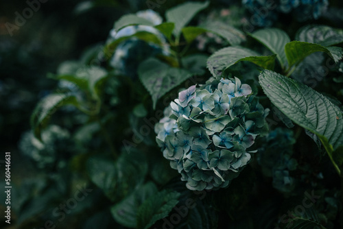 blue hydrangea bush with flowers 