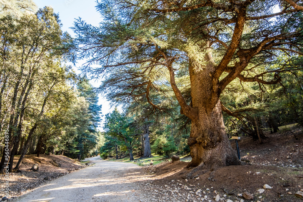 Old cedar trees in Cedre Gouraud Forest, Azrou, Morocco, Africa