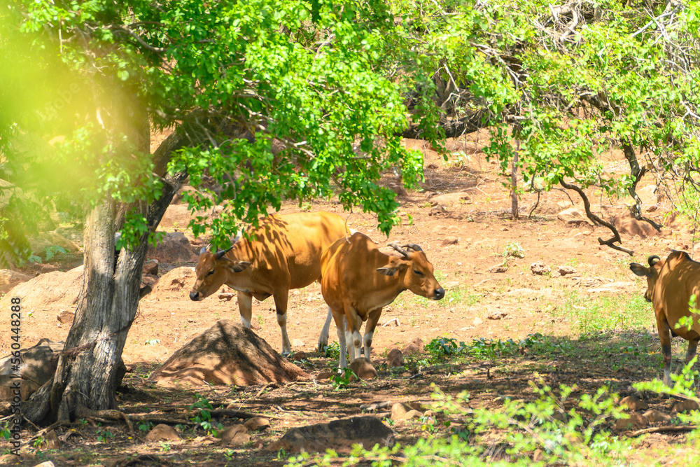 The banteng, Bos javanicus, in Baluran National Park, East Java Indonesia. The banteng, Bos javanicus, in Baluran National Park, East Java Indonesia.