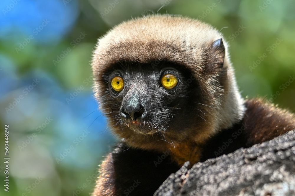 Fototapeta premium Portrait of a Sifaka Lemur resting on a tree, Madagascar nature.