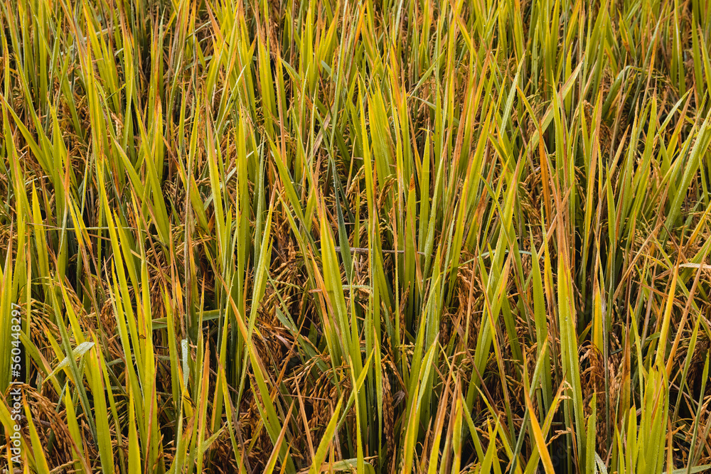 Obraz premium Paddy field background texture . Ears and leaves of rice close up.