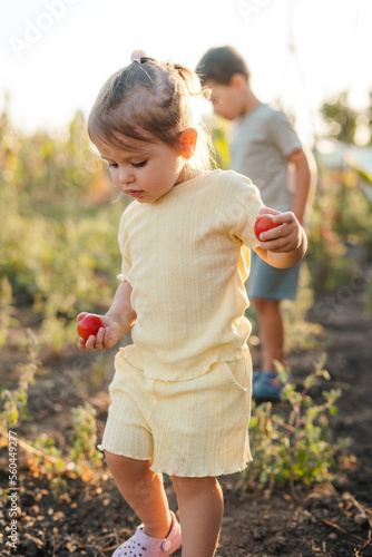 Portrait of a baby girl gathering crop of tomatoes in springtime. Successful farm family engaged in growing of organic vegetables in hothouse. Green nature photo