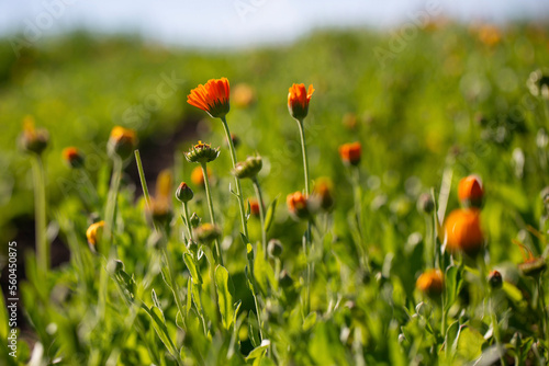 Calendula officinalis flowers blooming in meadow