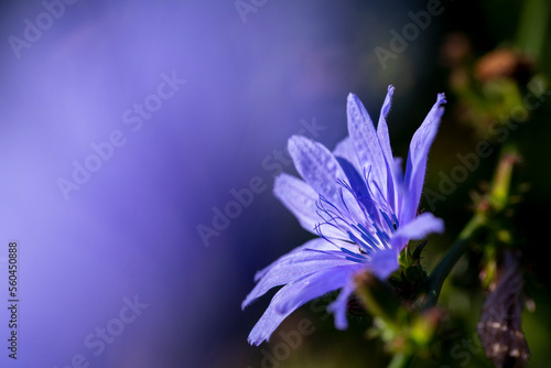 Bright blue dandelion flower blooming in summer photo