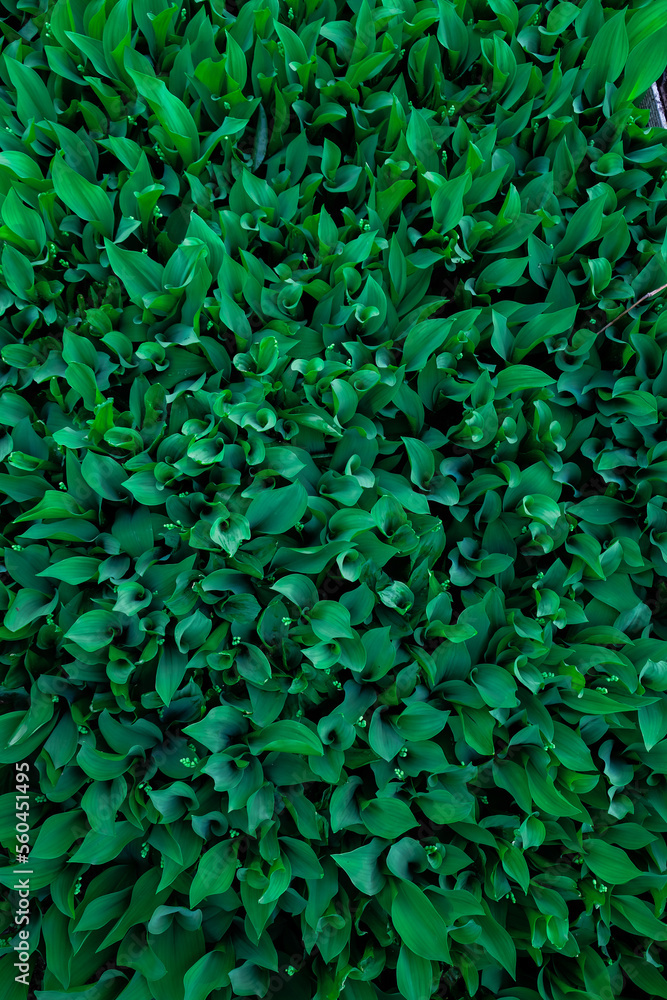Dark green lily of the valley leaves. Dew. Fibonacci spiral in nature. Top view. Selective focus. Dark green lily of the valley leaves. Dew. Fibonacci spiral in nature. Top view. Selective focus.