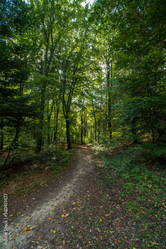 Walking path through the forrest at the D  renther Klippen nature reserve near Ibbenb  ren  Germany