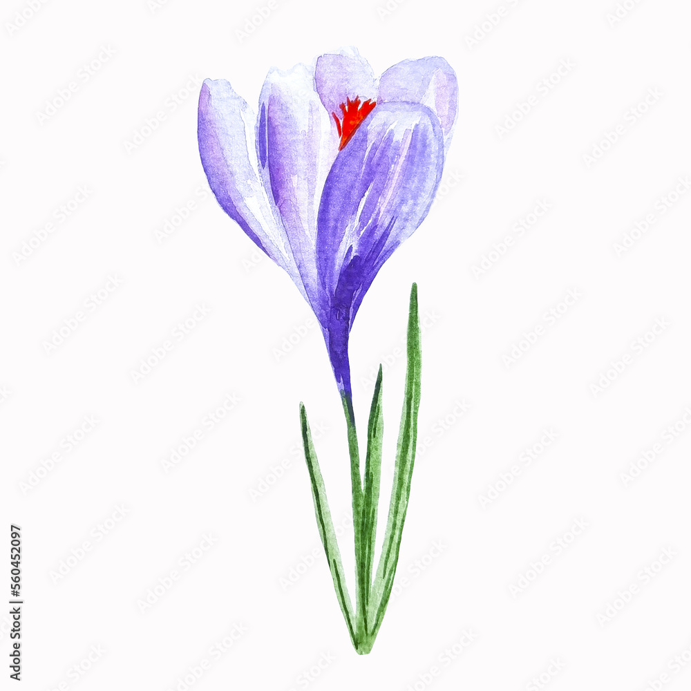 Watercolor hand drawn spring flower purple crocus clipart