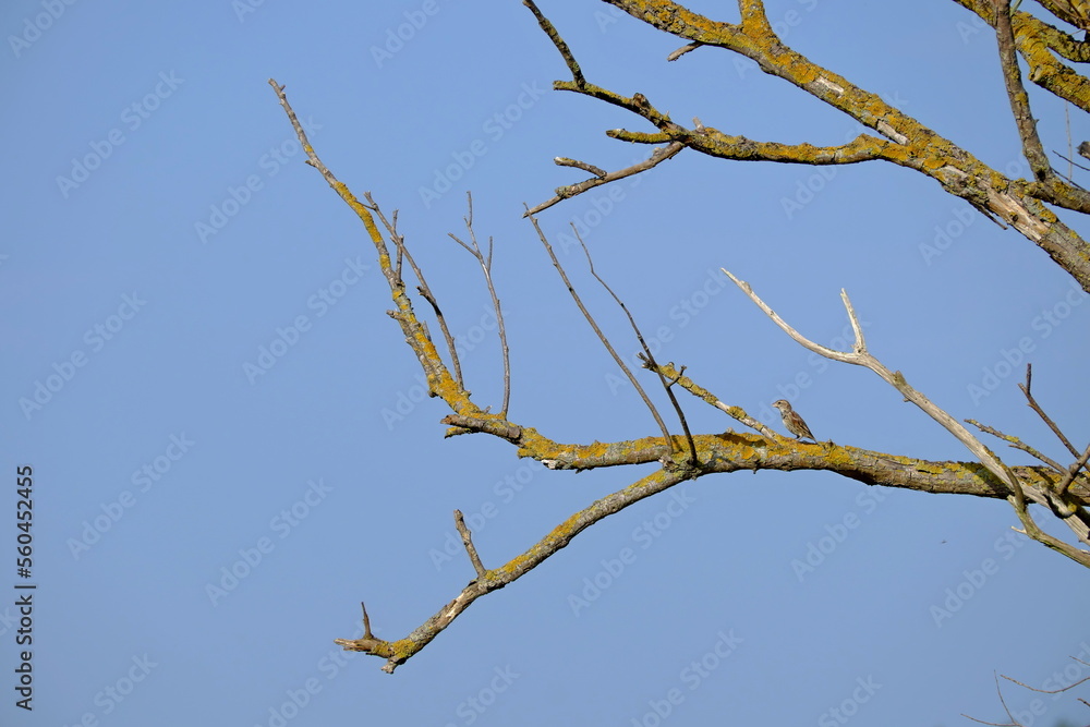 bird on branches