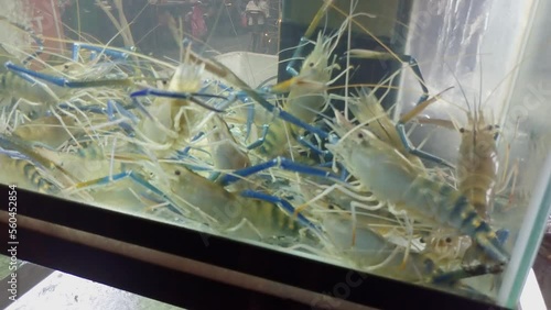 Giant freshwater prawns (Macrobrachium rosenbergii) in a tank outside a restaurant in Bangkok, Thailand
 photo