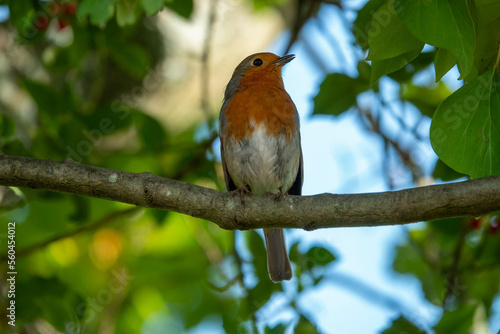 robin perched on the branch of a tree with blurred holly in leaves in the background
