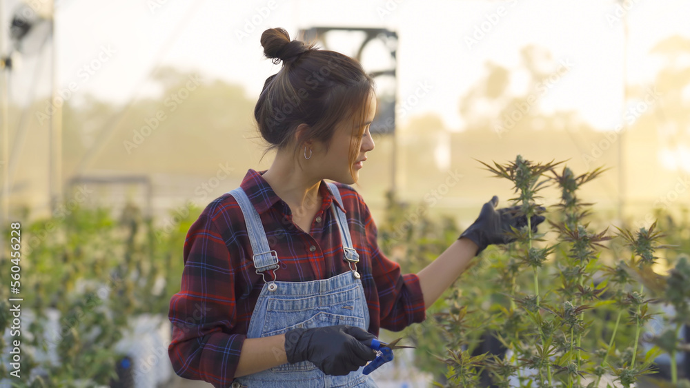 A woman worker working in outdoor marijuana field, hemp or cannabis plant flower leaves farm lab. Product in laboratory in medical, healthcare, research. Natural food. Ganja narcotic weed. People - obrazy, fototapety, plakaty 