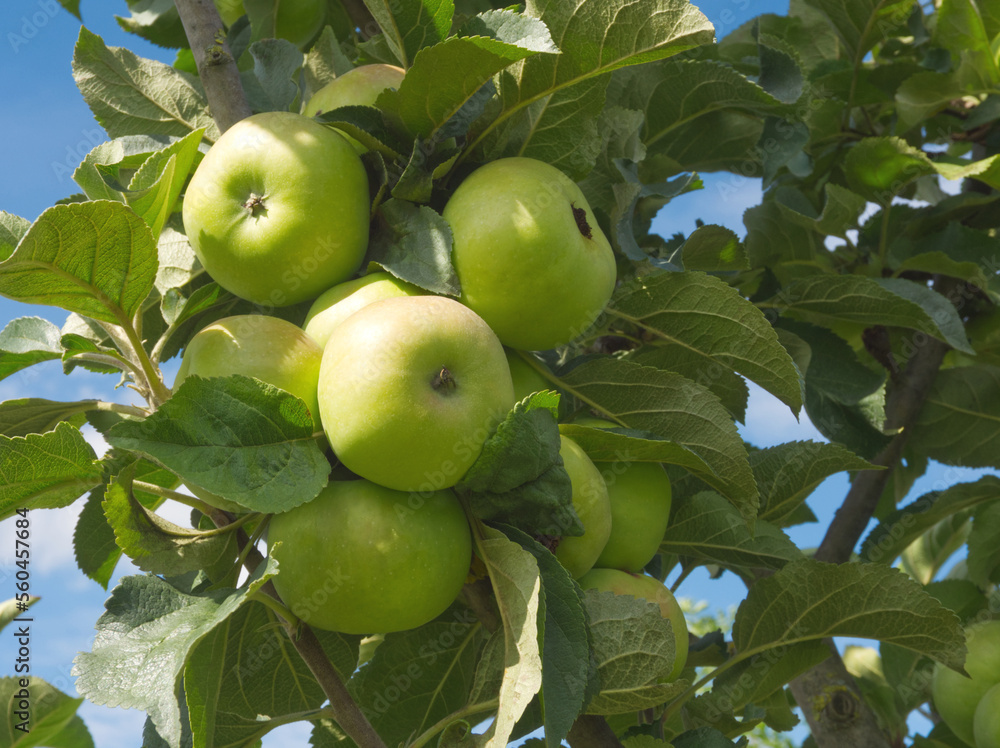 Green apples grow on apple tree branch. Autumn landscape. Ripe apple on green leaf background. Sour green fruit. Natural vegetarian food. Green sweet apple. Autumn harvest. Farm, garden, local fruits Green apples grow on apple tree branch. Autumn landscape. Ripe apple on green leaf background. Sour green fruit. Natural vegetarian food. Green sweet apple. Autumn harvest. Farm, garden, local fruits