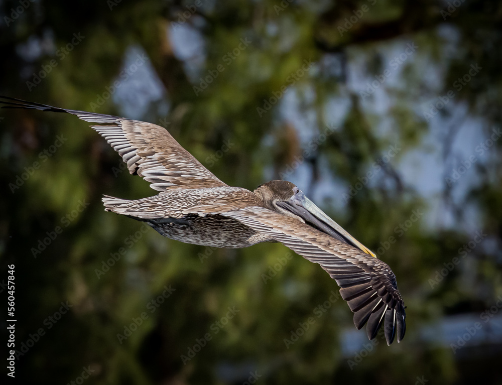 Fototapeta premium American Brown pelican flies over the inlet called Venice North Jetty